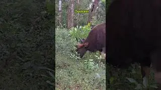 Dandeli Jungle Safari | Gaur Bison Encounter in Kali Tiger Reserve 🦬 | Dandelibhai