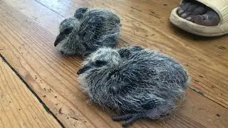 Baby birds growing up MashaAllah