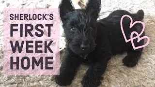 Long v | Sherlock&rsquo;s first week at home Oct 9-12 2017 | Sherlock the Scottie puppy