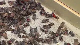 Spotted lanternflies are invading this city