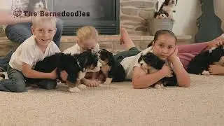 Why Our Mini Bernedoodle Puppies Are The Best