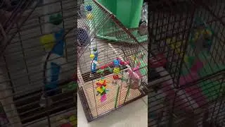 Petco Vlog! We Bought 4 Parakeets 🥰 ￼@petco