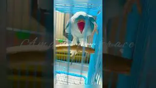 Basking in the sun/Sun bath. #parrots#amazinggraceparrots#parrotsofyoutube#ytshorts#fypシ#parrotcare