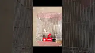 How To Breed Canary Birds at Home #shortvideo #shorts #short #finches