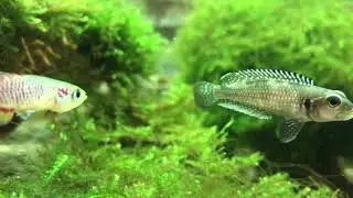 Killifish &ldquo;Nothobranchius Guentheri&rdquo; Vs. Lamprologus &ldquo;Meleagris&rdquo; - @Aquarium.as