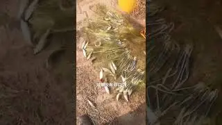 carp fishing 2023 uk, Traditional Cast net fishing, net fishing 1