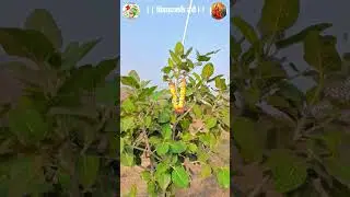 ७७ वा प्रजासत्ताक दिन#republicday #भारत #indiarepublicday #indianculture #plantation #gaumata 