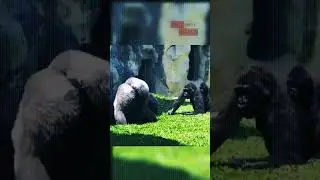 Silverback Gorilla Dad Dominates Son for Messing With Mom 🦍