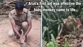 Arun's first aid was effective... the baby monkey came to life