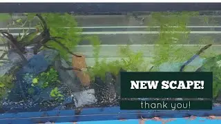 First scape in years, Steff, Rene, Sherry thank you! Bling?