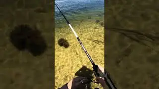 Flatty Files EP.4 is LIVE on the channel now 🎣🤝 #fishing #flathead #fishingvideo #cavy
