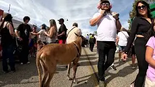 Cash 2.0 Great Dane at the Simi Valley Fall Street Fair 2024 (4 of 12)
