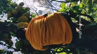 Chakka Adathal (Jackfruit Plucking) #korean #china #jackfruit #home #village #agriculture #happy