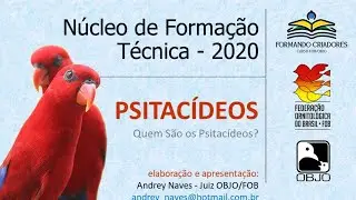 Psitacídeos por Andrey Naves - história, características, curiosidades e muito mais