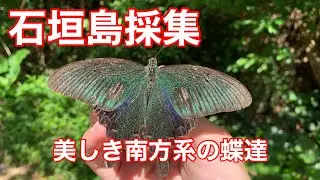 【石垣島採集】林道で舞う南方系の蝶を捕獲する【昆虫採集】