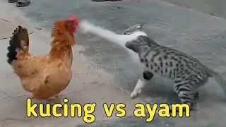KUCING vs AYAM BERANTEM