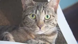 Cats probably can recognize names of other cats, new study suggests