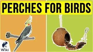 10 Best Perches For Birds 2020