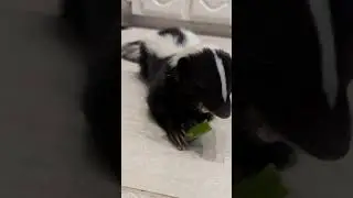 Easy Method for Skunk Location || ViralHog