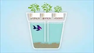 SELF-CLEANING FISH TANK HERB GARDEN