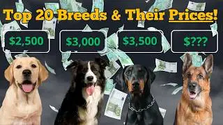 What's the REAL Cost of Owning a Popular Dog Breed in 2024?