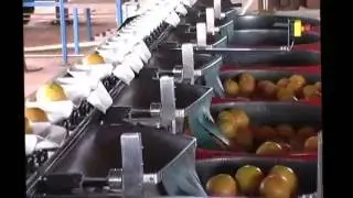 Grapefruit and citrus grader