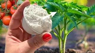 Ich mache das seit 50 Jahren und ernte jedes Jahr eine Tonne Tomaten