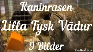Kaninrasen Lilla Tysk V&auml;dur - 9 Bilder