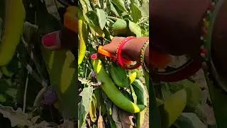 gardening is a very pleasurable experience!! 😂 #trendingshorts #ytshort #shortsfeed #youtubeshorts