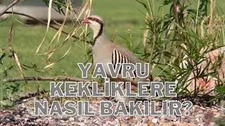 Keklik Yavrularına Nasıl Bakılır ve Nasıl Eğitilir? ( püf noktalar )