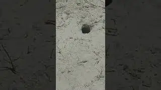 tuco tuco
