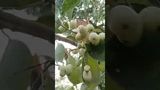 White jam