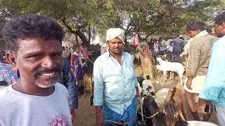 Video 28 | పెబ్బేరు మేకల మార్కెట్🔥 బేరం బాగా కుదిరింది | Goat Bargaining Pebbair Market Today