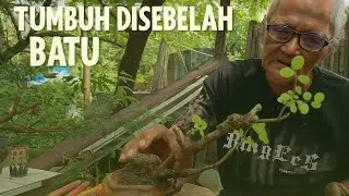 Program bahan bonsai ileng-ileng yang tumbuh di sebelah batu