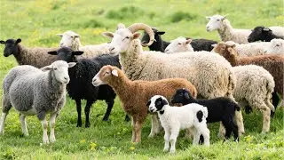 Joyful moments of sheep in the spring meadow - The bleating of sheep - Videos of sheep and goats