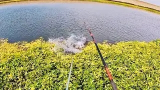 Catching The Strongest Fish In Central Valley California