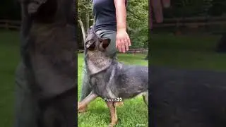 Competition style FOCUS heel dog training