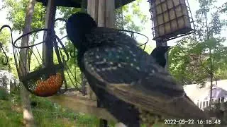 European Starling and Common Grackle