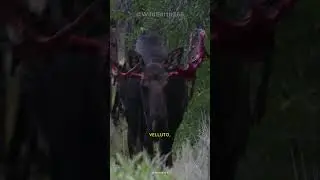 PERCH&Eacute; I CERVI PERDONO I PALCHI?
