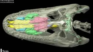 Alligator skull with brain endocast & air spaces - roll