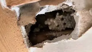 Super active German Yellowjacket nest inside customers house