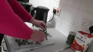 Morning Coriander Fail