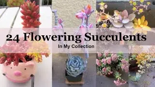 24 Flowering Succulents with Identification In My Collection