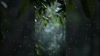 Rainforest ASMR &mdash; Nature&rsquo;s Lullaby #NatureASMR#RainforestVibes#RelaxWithRain#SleepAid#NaturalSounds