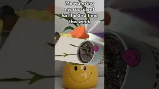 Caring for succulents