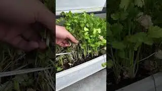 #HomeGrowing #PottedVegetables #GrowingTips #CilantroGrowing