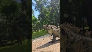 Iguane Mexique #travel #traveling #nature #holiday #beach #mexico  #travelvlog #sea #reptiles #love