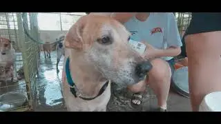Second Chance Animal Shelter (SCAS) Awareness Video
