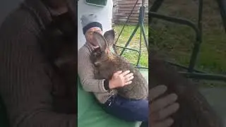 Meet the Flemish Giant Rabbit, One of the Largest Breeds in the World