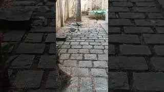 Crows troll cats, Funny|😝🤣😜|07